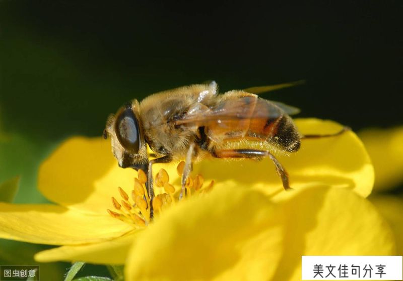 有关蜜蜂的诗句大全(花香引得蜜蜂经典语录)  第6张