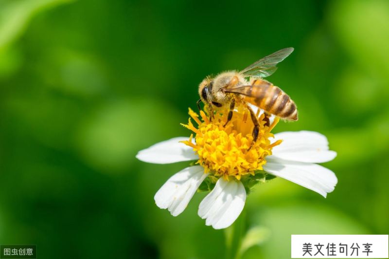 有关蜜蜂的诗句大全(花香引得蜜蜂经典语录)  第4张